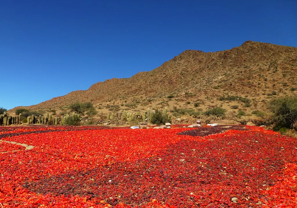 cerro con secaderos de pimiento