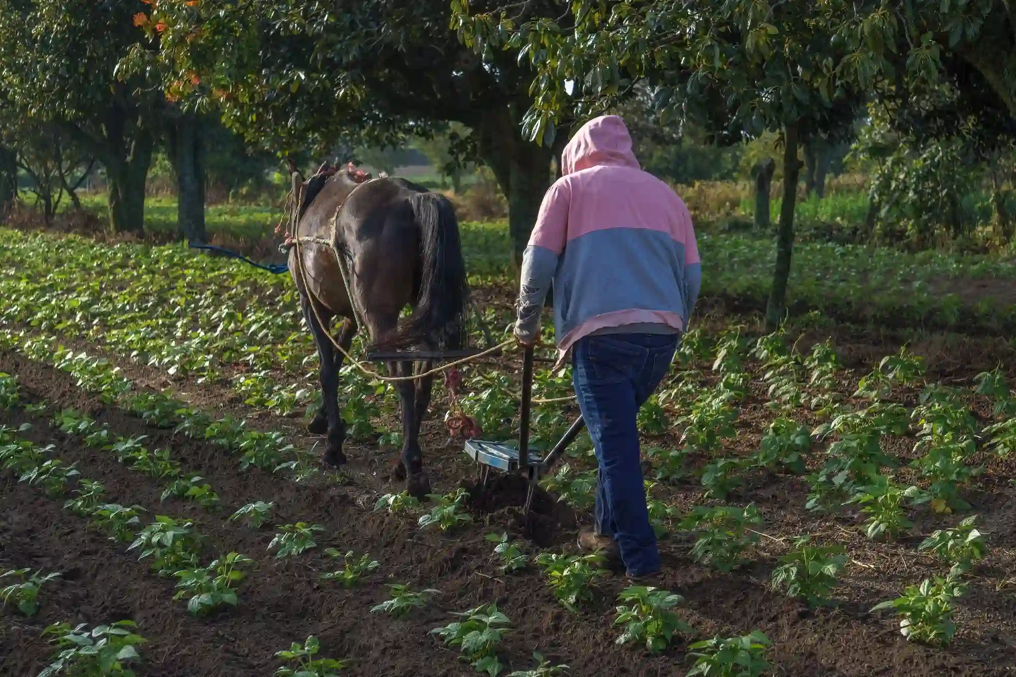 Caballo tirando un carpidor