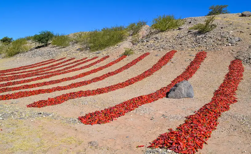 pimiento tirado en secadores