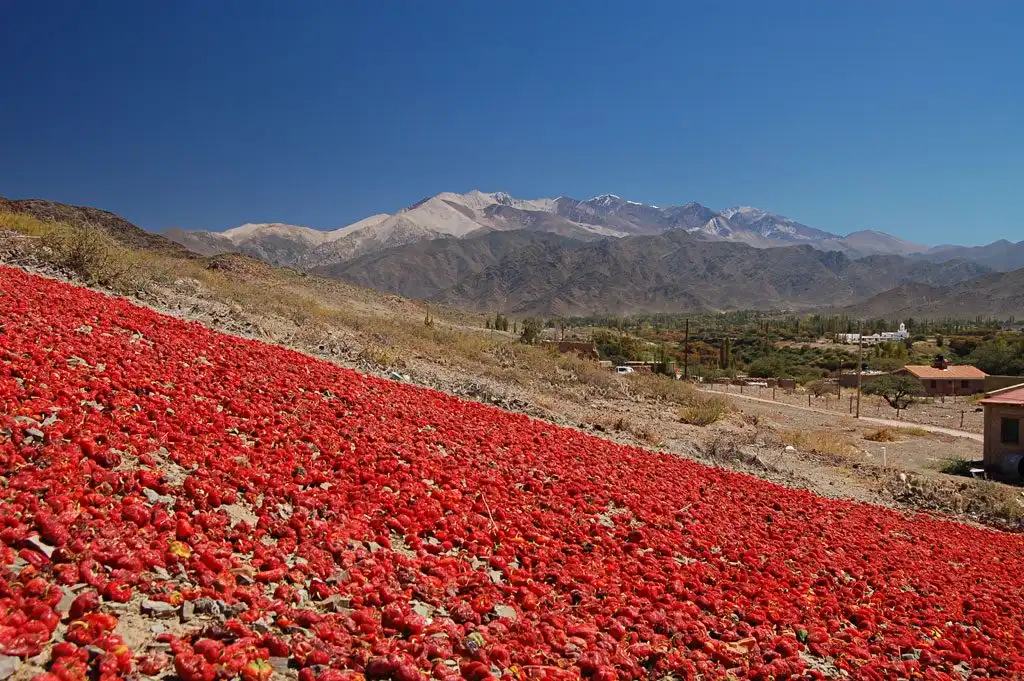 pimiento secando y cerro de fondo