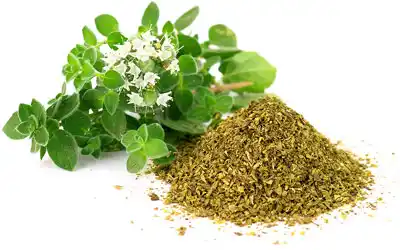 oregano seco y verde